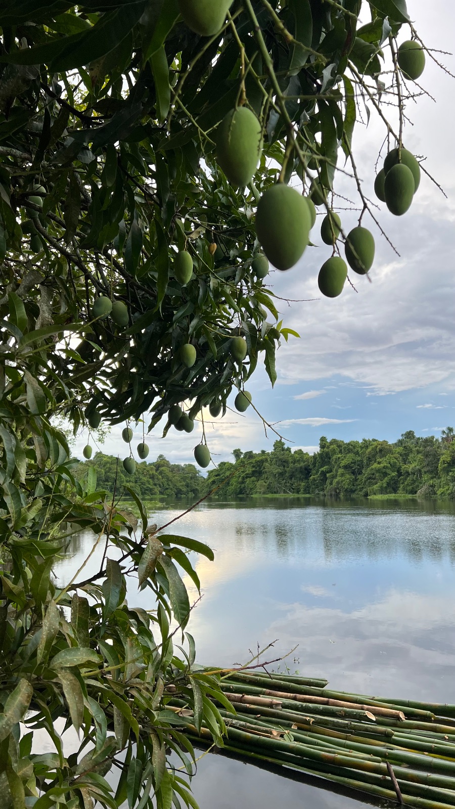 Delta del Orinoco (Venezuela)