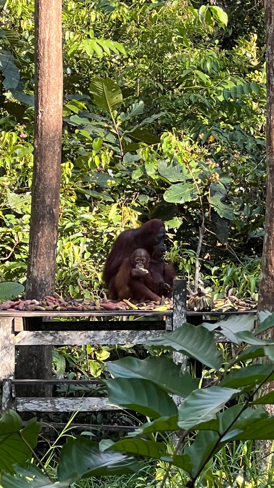 Pangkalanbun (Borneo)