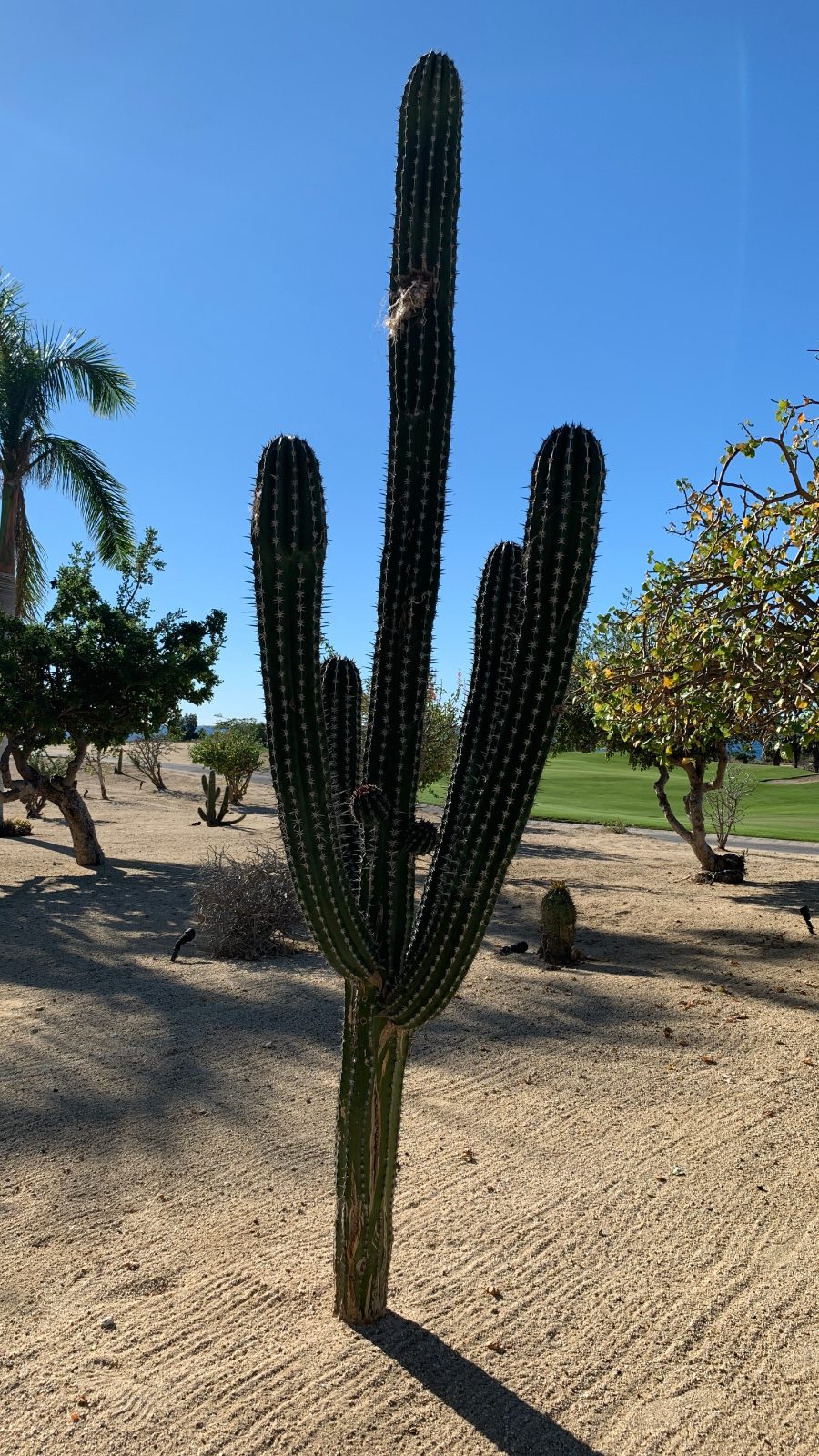 San José del Cabo