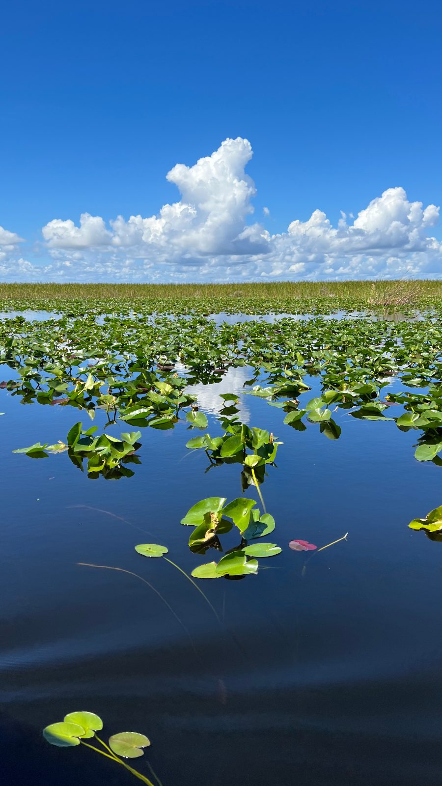 Everglades
