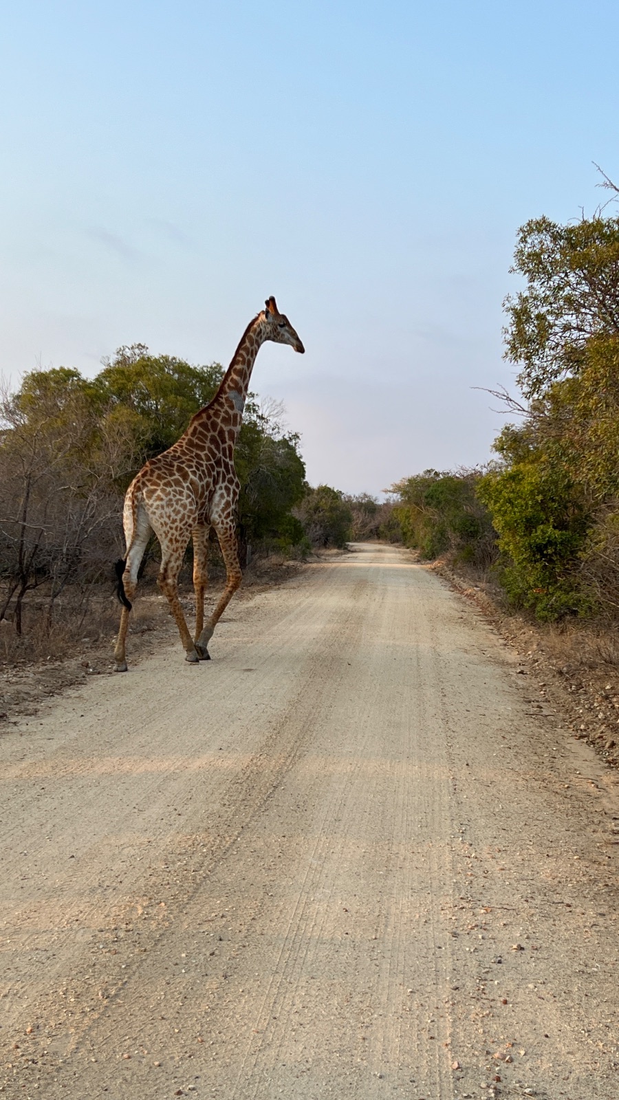 Kruger