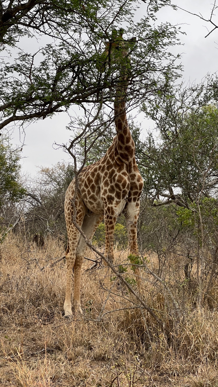 Kruger