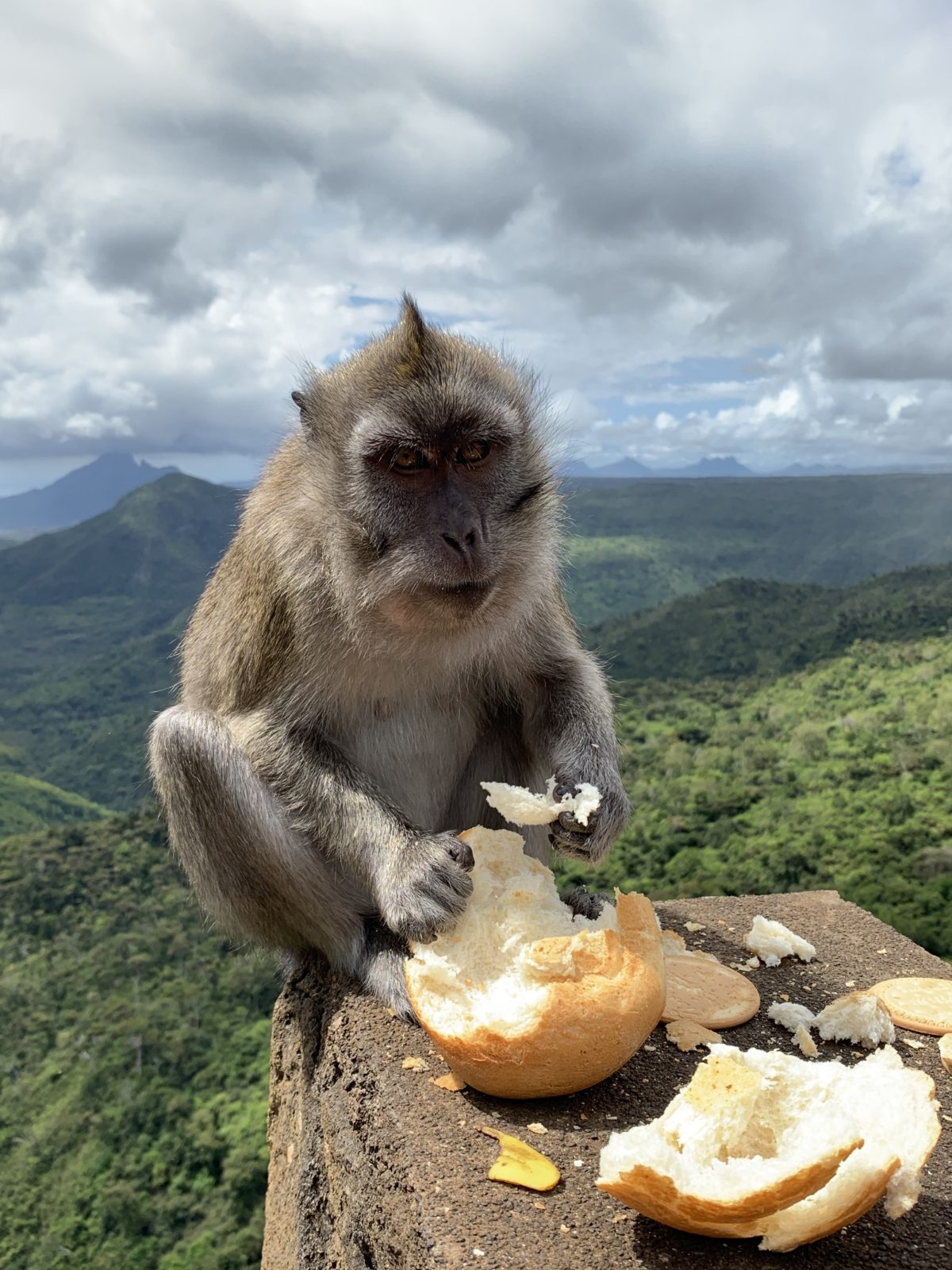 Macaco de cola larga, Black River Gorges