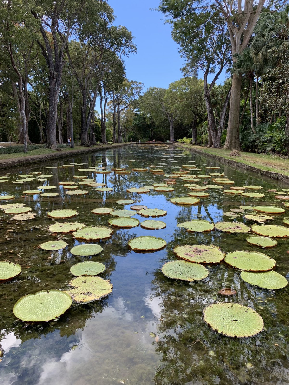Nenúfares gigantes, Jardín Botánico de Pamplemousses