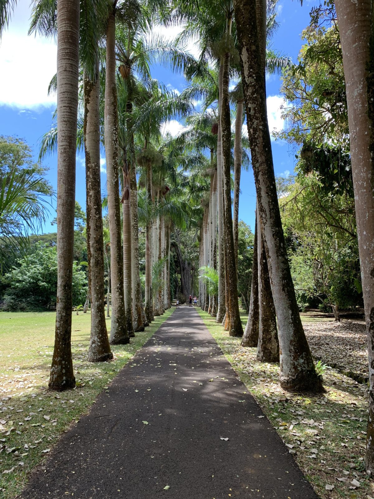 Avenida de palmeras, Jardín Botánico de Pamplemousses